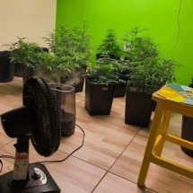 PM apreende maconha em ônibus e descobre estufa clandestina em bairro de BH - PMMG