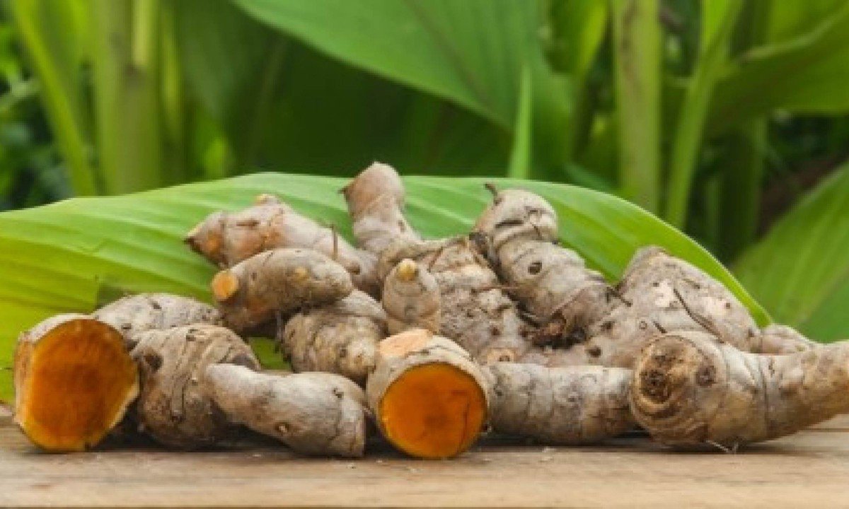 Curcumina é o princípio ativo do açafrão-da-terra - (crédito: Shutterstock)