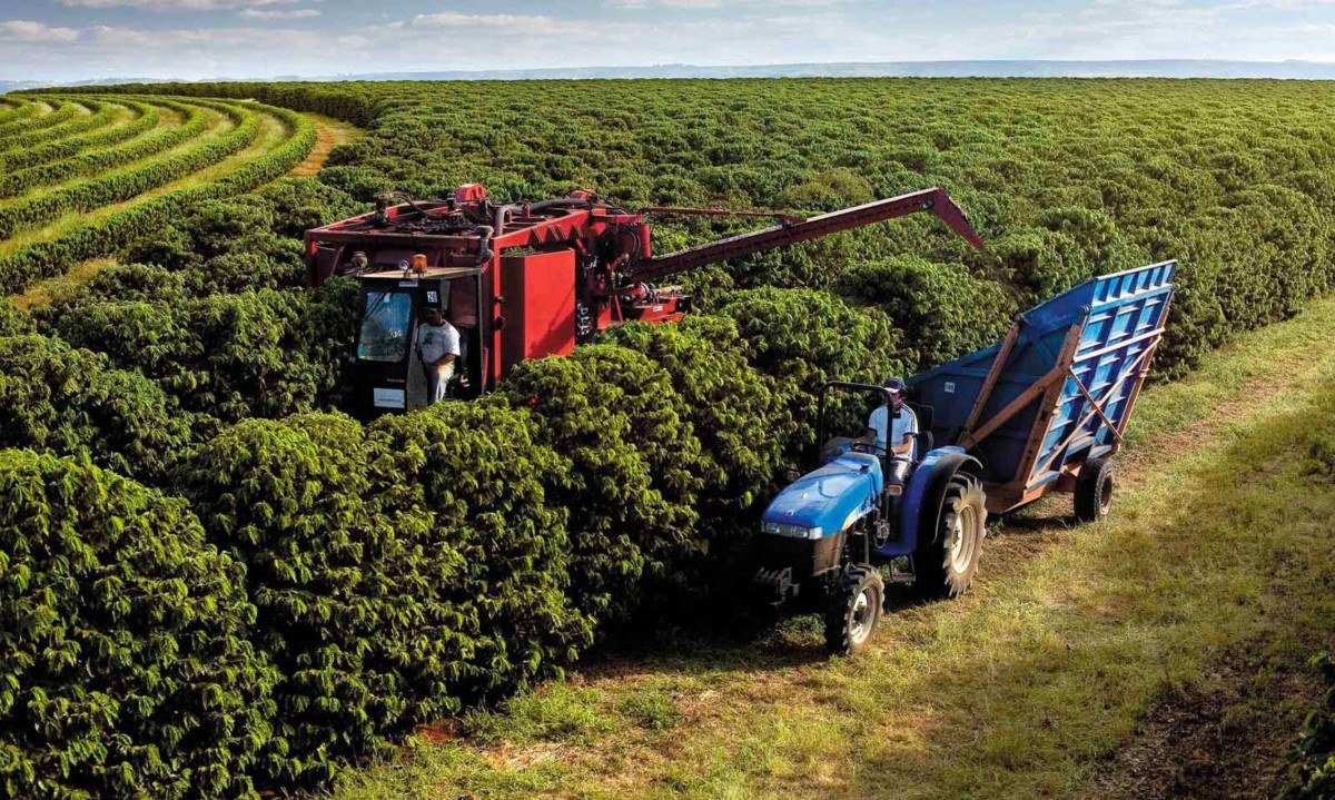 Em algumas regiões, a safra de 2026 ainda está sendo colhida e já há flores nos pés de café - (crédito: Seapa/Divulgação– 14/12/22)