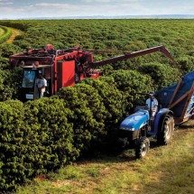 Florada precoce do café preocupa os produtores - Seapa/Divulgação– 14/12/22