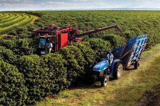 Florada precoce do café preocupa os produtores