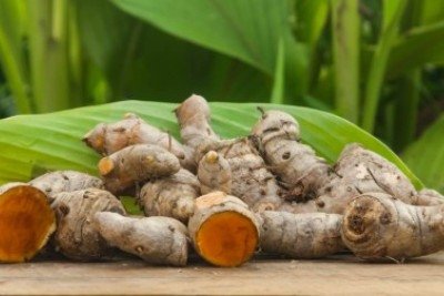 Curcumina é o princípio ativo do açafrão-da-terra  -  (crédito:  Shutterstock)