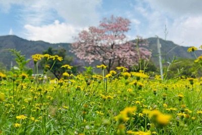 A máxima estimada para o domingo é de 34ºC -  (crédito: Edésio Ferreira EM/D.A Press)