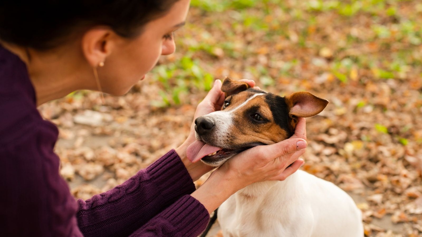 A ciência desvenda como o cérebro dos cachorros processa a linguagem, aprofundando o vínculo entre pets e tutores - (crédito: Magnific)