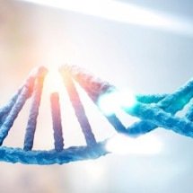 Falha no reparo do DNA materno compromete desenvolvimento embrionário  - Shutterstock