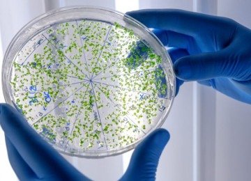 Enquanto as bactérias podem ser visualizadas em microscópios ópticos convencionais devido ao seu tamanho relativo, os vírus são tão minúsculos que só podem ser observados através de microscopia eletrônica de alta resolução. -  (crédito: Freepik/wirestock)