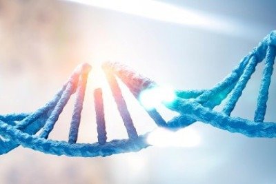 Quando as fitas do DNA se rompem, as células normalmente adotam mecanismos para religá-las ou, caso não consigam, elas induzem a própria morte, em um processo chamado apoptose   -  (crédito: Shutterstock)