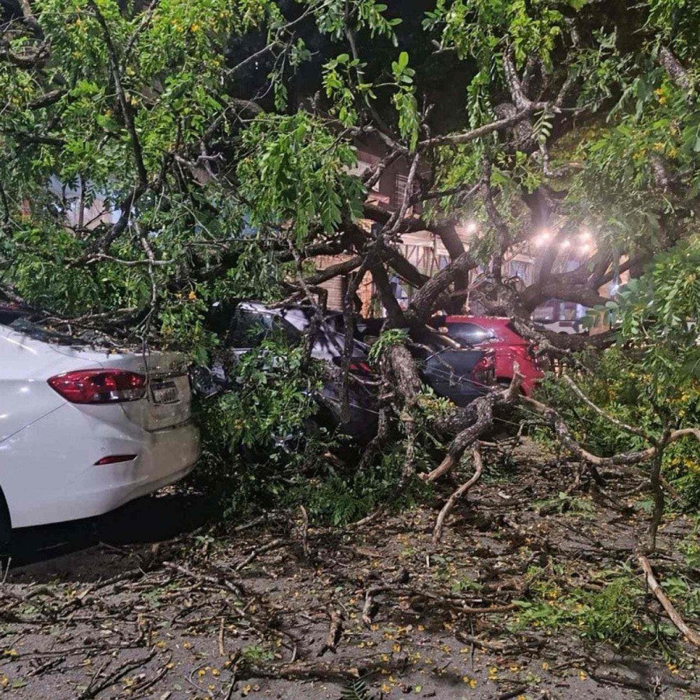 Árvore cai sobre cinco carros em bairro nobre de Belo Horizonte