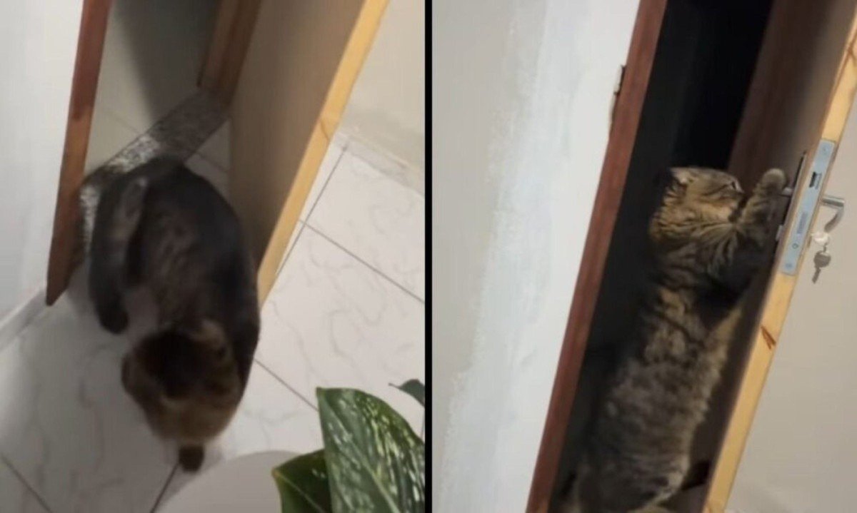 Gato aprende a abrir portas e surpreende tutora com entrada inusitada - (crédito: Tupi)