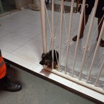 Cão preso pelo pescoço em portão é resgatado pelos bombeiros - CBMMG