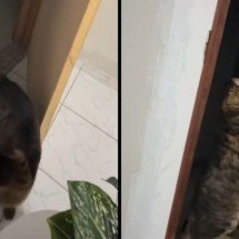 Gato aprende a abrir portas e protagoniza entrada inusitada