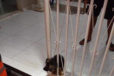 Animal de pequeno porte foi encontrado durante a madrugada -  (crédito: CBMMG)