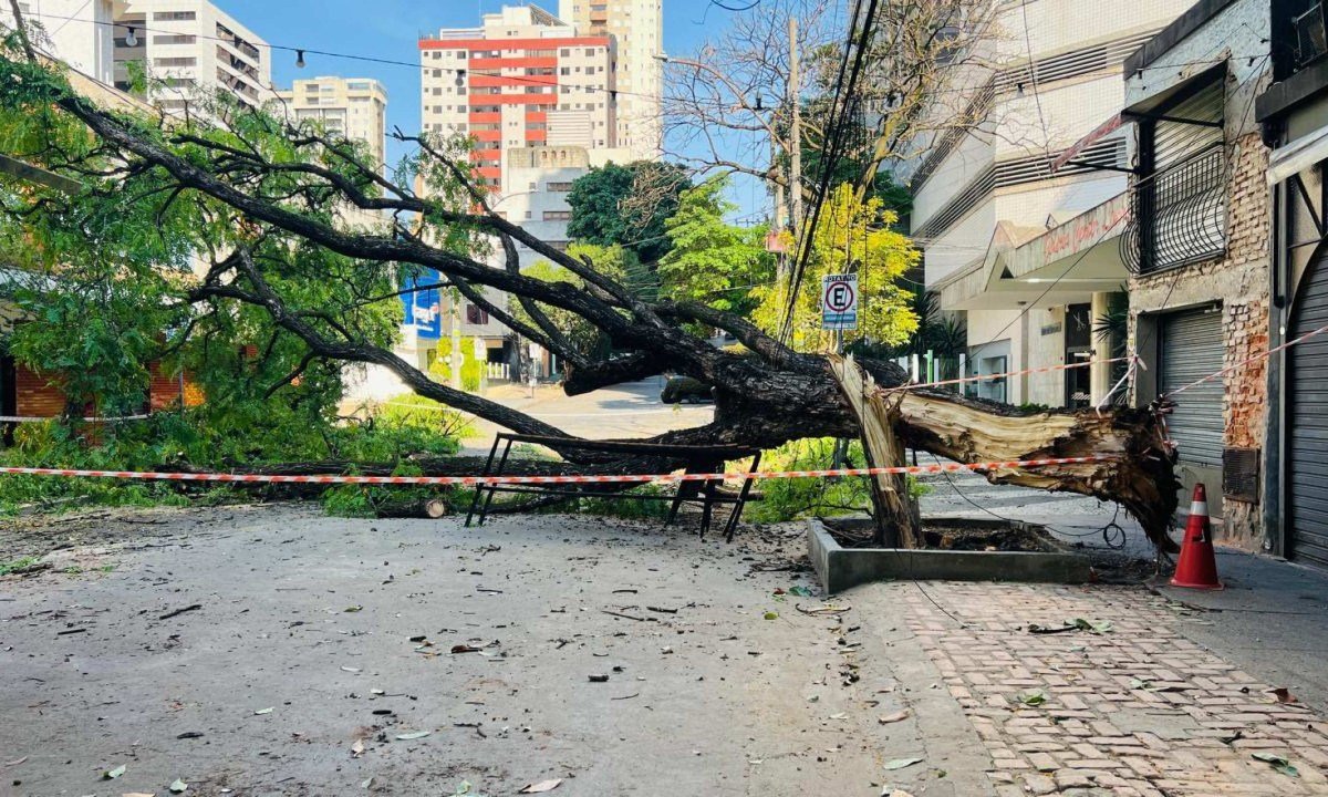 Árvore de grande porte caiu Rua Alvarenga Peixoto nesta terça-feira (29/09) - (crédito: Edésio Ferreira/EM )