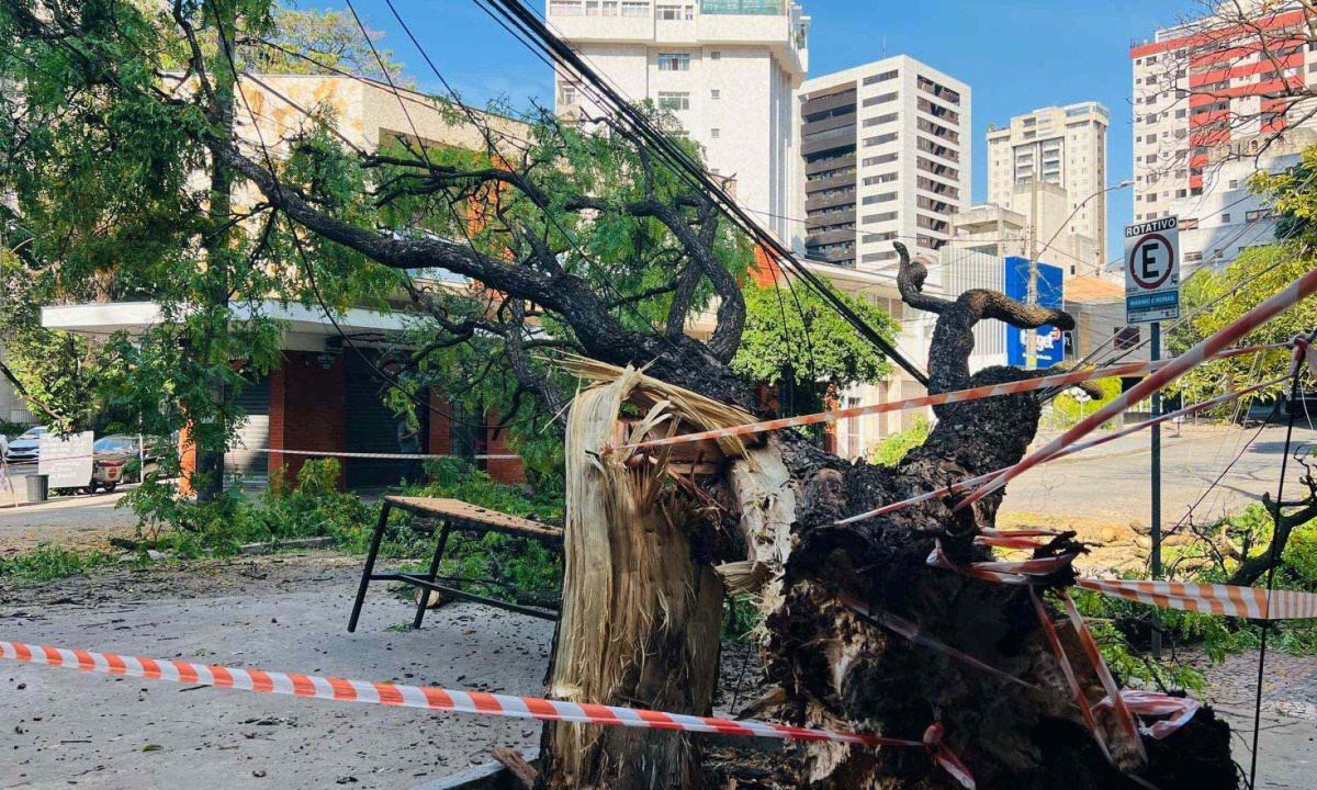 &Aacute;rvore de grande porte cai no Lourdes, Centro-Sul de Belo Horizonte