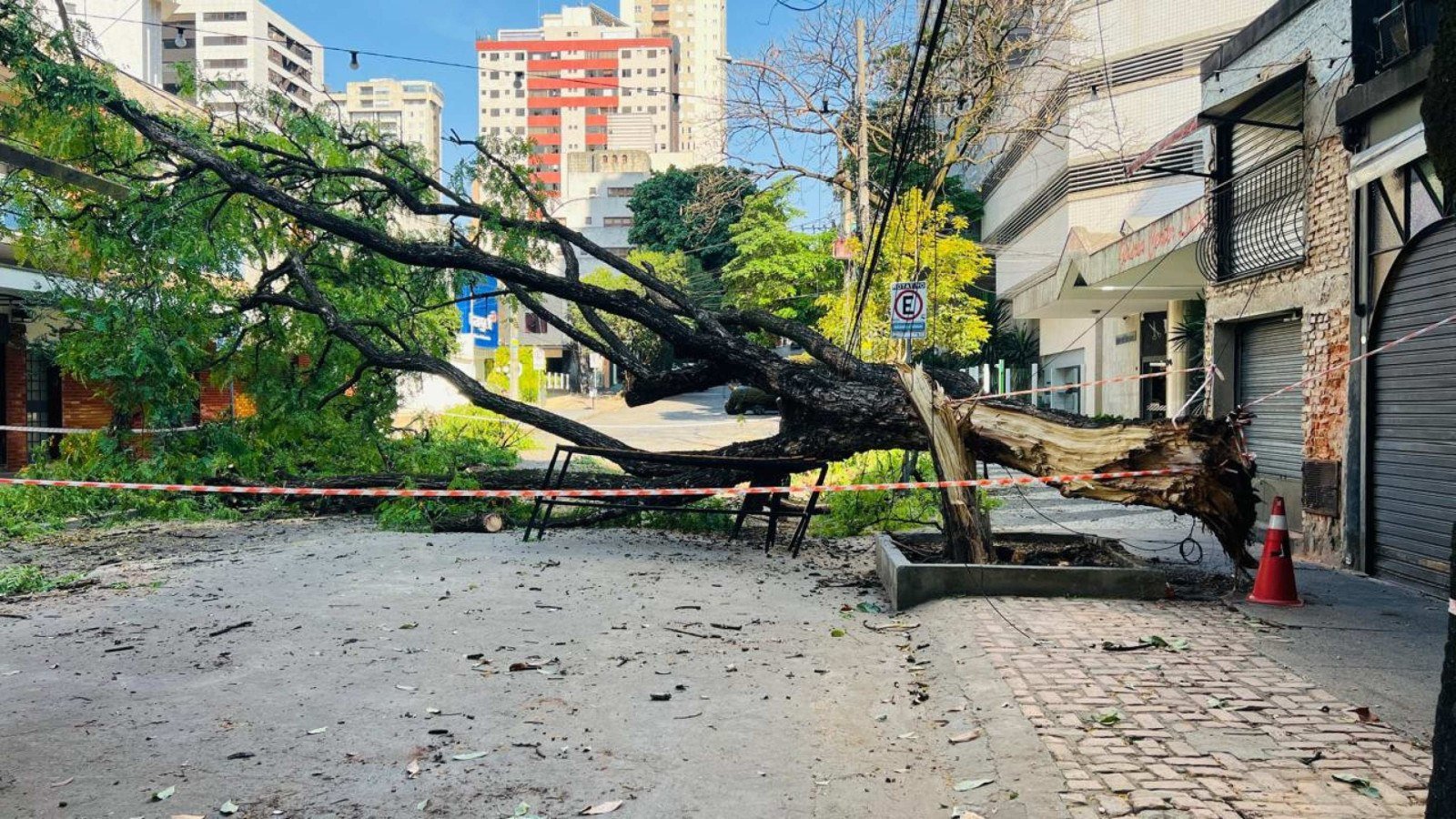 &Aacute;rvore de grande porte caiu Rua Alvarenga Peixoto nesta ter&ccedil;a-feira (29/09)