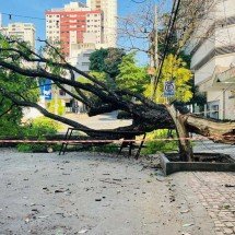 Chuva em Minas derrubou mais de 40 árvores em 24 horas - Edésio Ferreira/EM 