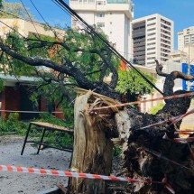 Árvore cai sobre 4 carros e interdita rua em bairro nobre de BH - Edésio Ferreira/EM