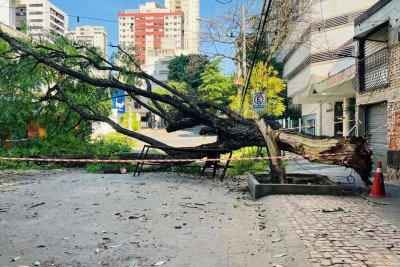 Árvore de grande porte caiu Rua Alvarenga Peixoto nesta terça-feira (29/09) -  (crédito: Edésio Ferreira/EM )