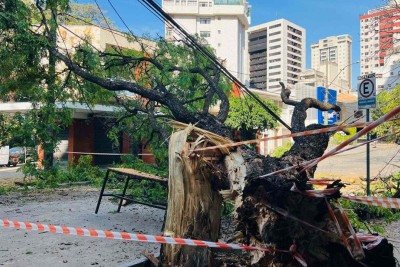 Árvore de grande porte cai no Lourdes, Centro-Sul de Belo Horizonte -  (crédito: Edésio Ferreira/EM)