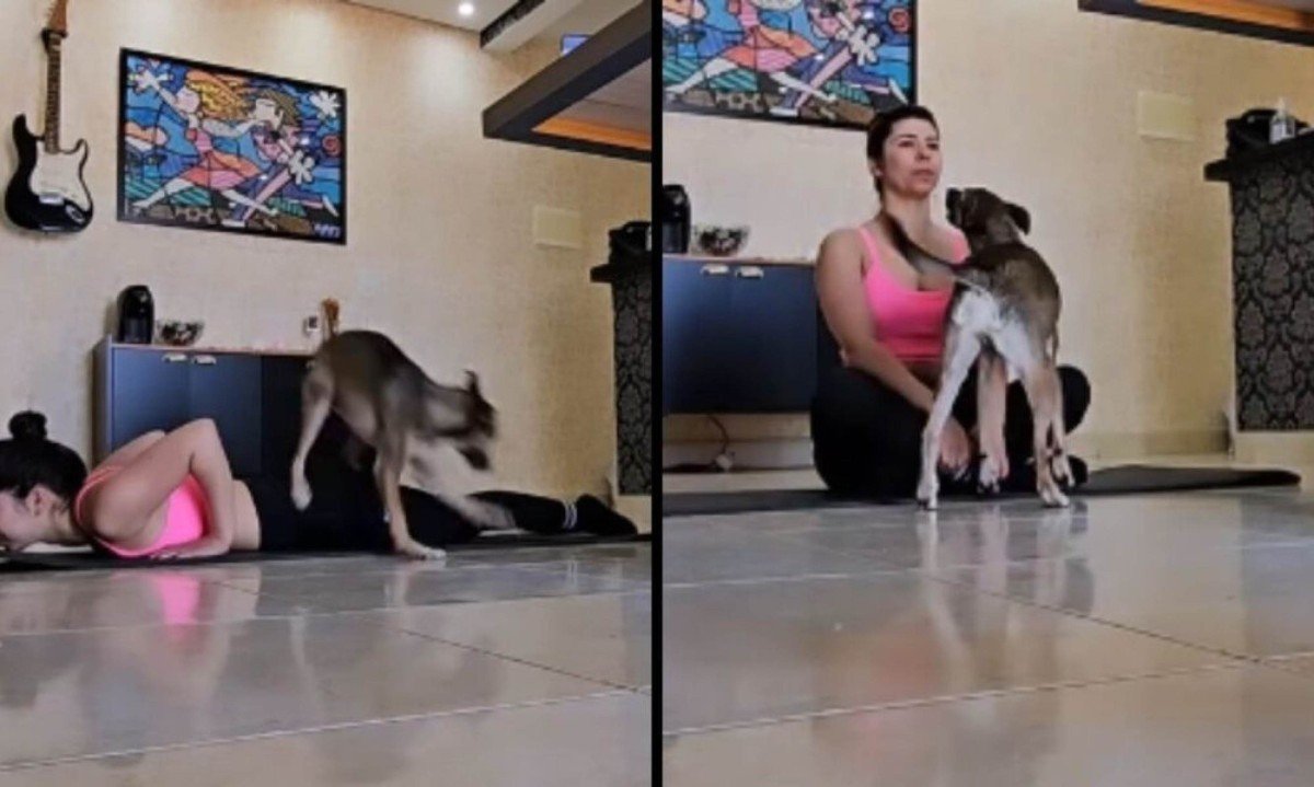Cão apronta durante sessão de yoga e transforma momento de relaxamento em diversão - (crédito: Tupi)