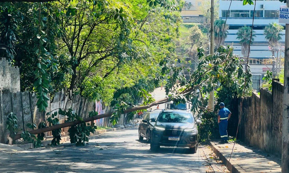 Árvore de pequeno porte caiu na rua Sebastião de Barros, no bairro Nova Granada, em BH - (crédito: Edésio Ferreira/EM/D.A Press)