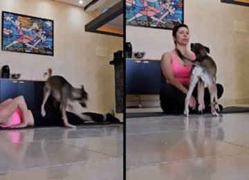 Cão apronta durante sessão de yoga e transforma momento de relaxamento em diversão -  (crédito: Tupi)