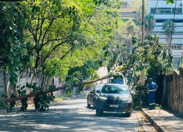 Árvore de pequeno porte caiu na rua Sebastião de Barros, no bairro Nova Granada, em BH -  (crédito: Edésio Ferreira/EM/D.A Press)