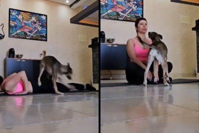 Cão apronta durante sessão de yoga e transforma momento de relaxamento em diversão -  (crédito: Tupi)