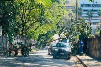 Árvore de pequeno porte caiu na rua Sebastião de Barros, no bairro Nova Granada, em BH -  (crédito: Edésio Ferreira/EM/D.A Press)