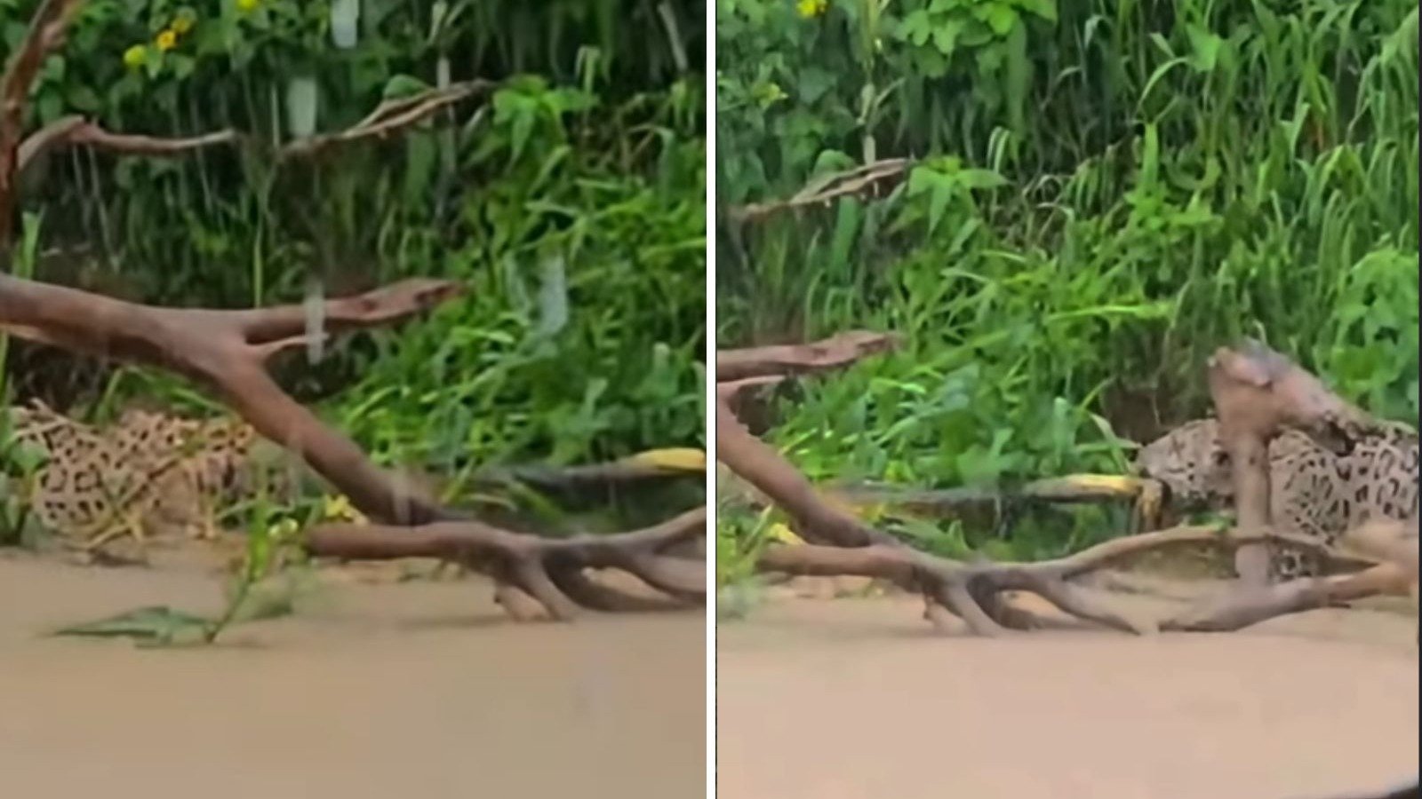 Duas on&ccedil;as-pintadas travam 'cabo de guerra' por sucuri em meio &agrave; chuva no Pantanal -  (crédito: Redes sociais)