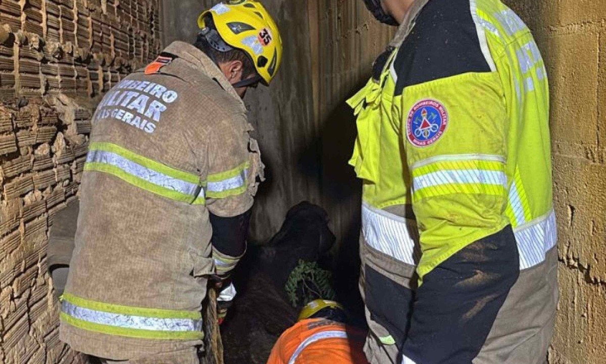 Vaca sendo resgatada pelo Corpo de Bombeiros e por moradores depois de ter caído de um pasto no quintal de uma casa 5 metros abaixo, em Montes Claros - (crédito: CBMMG)