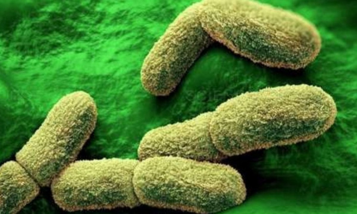 A bactéria Yersinia pestis é o agente causador da peste, doença foco de pesquisa em institutos especializados - (crédito: Science/Divulgação )