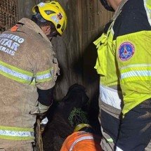 Vaca cai de desnível de 5 metros e mobiliza bombeiros no Norte de Minas - CBMMG