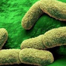 Alerta de peste pulmonar na Rússia chama atenção após morte em laboratório