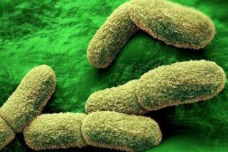 Alerta de peste pulmonar na Rússia chama atenção após morte em laboratório