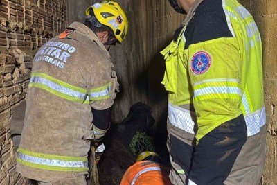 Vaca sendo resgatada pelo Corpo de Bombeiros e por moradores depois de ter ca&iacute;do de um pasto no quintal de uma casa 5 metros abaixo, em Montes Claros -  (crédito: CBMMG)