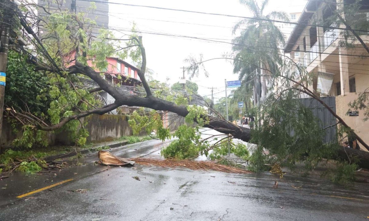 Árvore caída sobre fiação na Rua Boaventura, na altura do número 1070, no Bairro Liberdade, em decorrência da chuva na tarde desta segunda-feira (5/10) - (crédito: Marcos Vieira/EM/DA. Press)