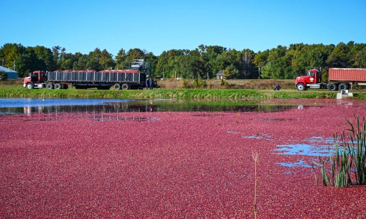 Começa a colheita dos cranberries nos Estados Unidos - (crédito: DINO)