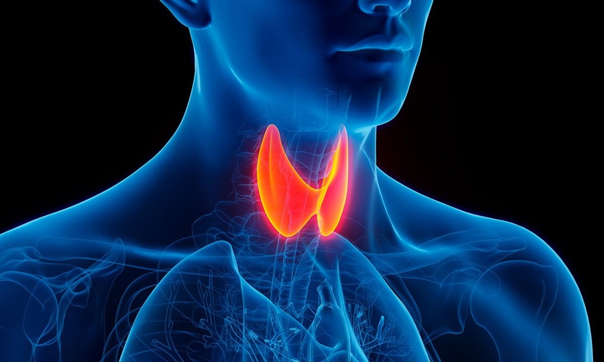 A hipocalcemia é uma das principais complicações da tireoidectomia total e pode ocorrer em 15% a 40% dos pacientes - (crédito: Shutterstock/Fapesp)