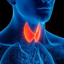 Inteligência artificial pode prever complicações após cirurgia de tireoide - Shutterstock/Fapesp