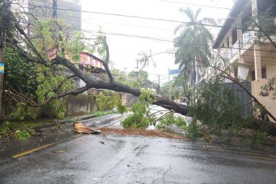 Árvore caída sobre fiação na Rua Boaventura, na altura do número 1070, no Bairro Liberdade, em decorrência da chuva na tarde desta segunda-feira (5/10) -  (crédito: Marcos Vieira/EM/DA. Press)