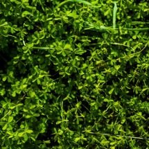 Alerta no jardim: 3 plantas que podem atrair escorpiões para casa - Magnific