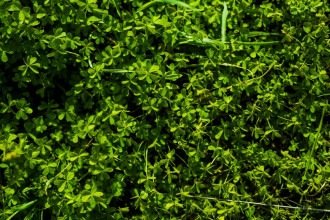 Alerta no jardim: 3 plantas que podem atrair escorpiões para casa