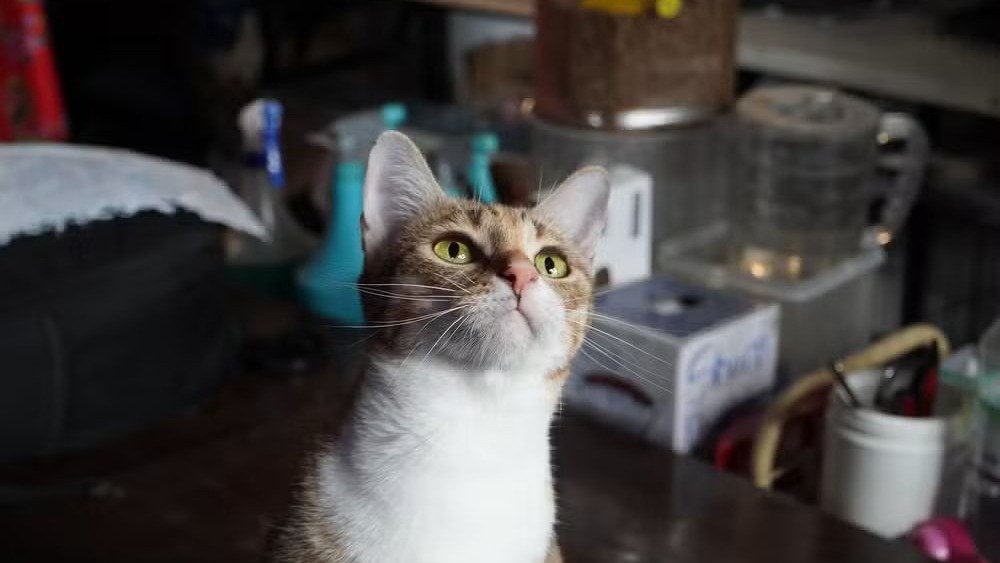 Gatos s&atilde;o alvo de tr&aacute;fico para consumo de carne, pr&aacute;tica que gera debate no Vietn&atilde; e mobiliza ativistas -  (crédito: Wagwel/Humane World for Animals via AP)