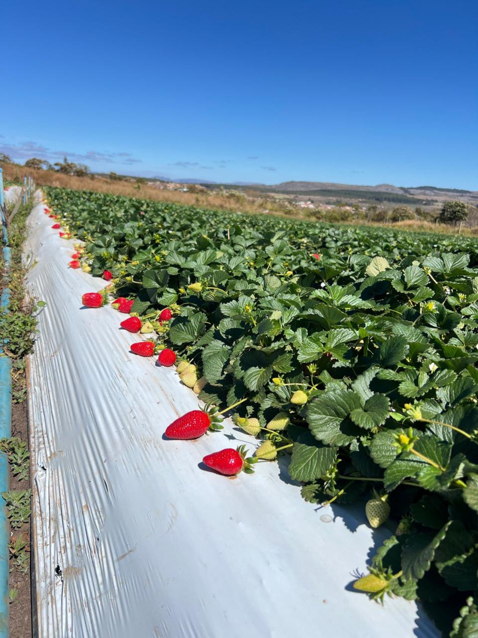 Dantas &eacute; um dos maiores produtores de morangos em Minas Gerais