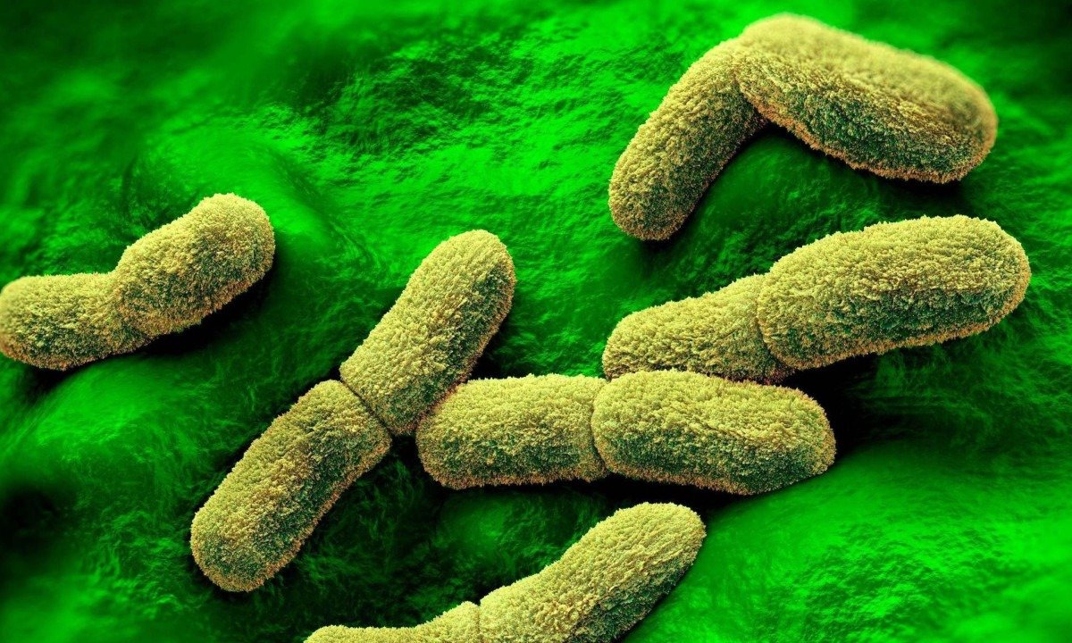 Uma ilustração da bactéria que causa a peste em seres humanos - (crédito: Getty Images)