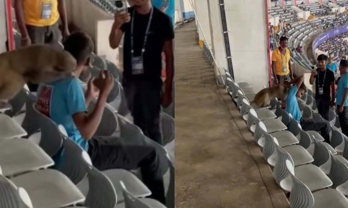 Vídeo: macaco pula e morde pescoço de torcedor em jogo entre seleções - (crédito: No Ataque Internacional)