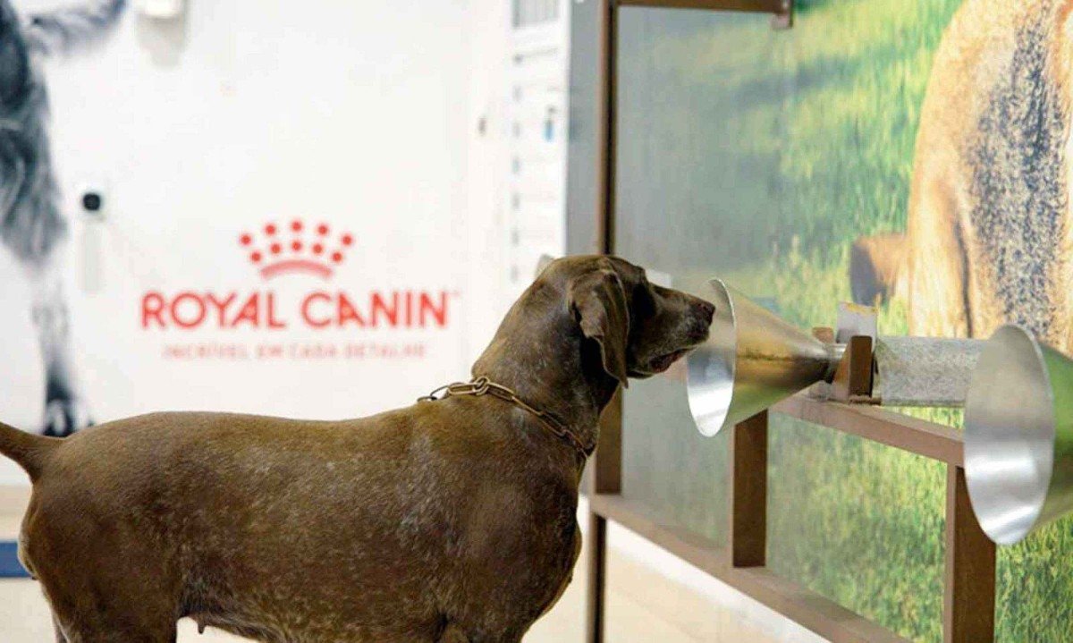 Cão participa de treinamento do projeto Kdog Brasil, parceria da Sociedade Franco-Brasileira de Oncologia com a Royal Canin -  (crédito: Royal Canin/Divulgação)