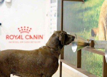 Cão participa de treinamento do projeto Kdog Brasil, parceria da Sociedade Franco-Brasileira de Oncologia com a Royal Canin -  (crédito: Royal Canin/Divulgação)