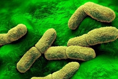Uma ilustração da bactéria que causa a peste em seres humanos -  (crédito: Getty Images)